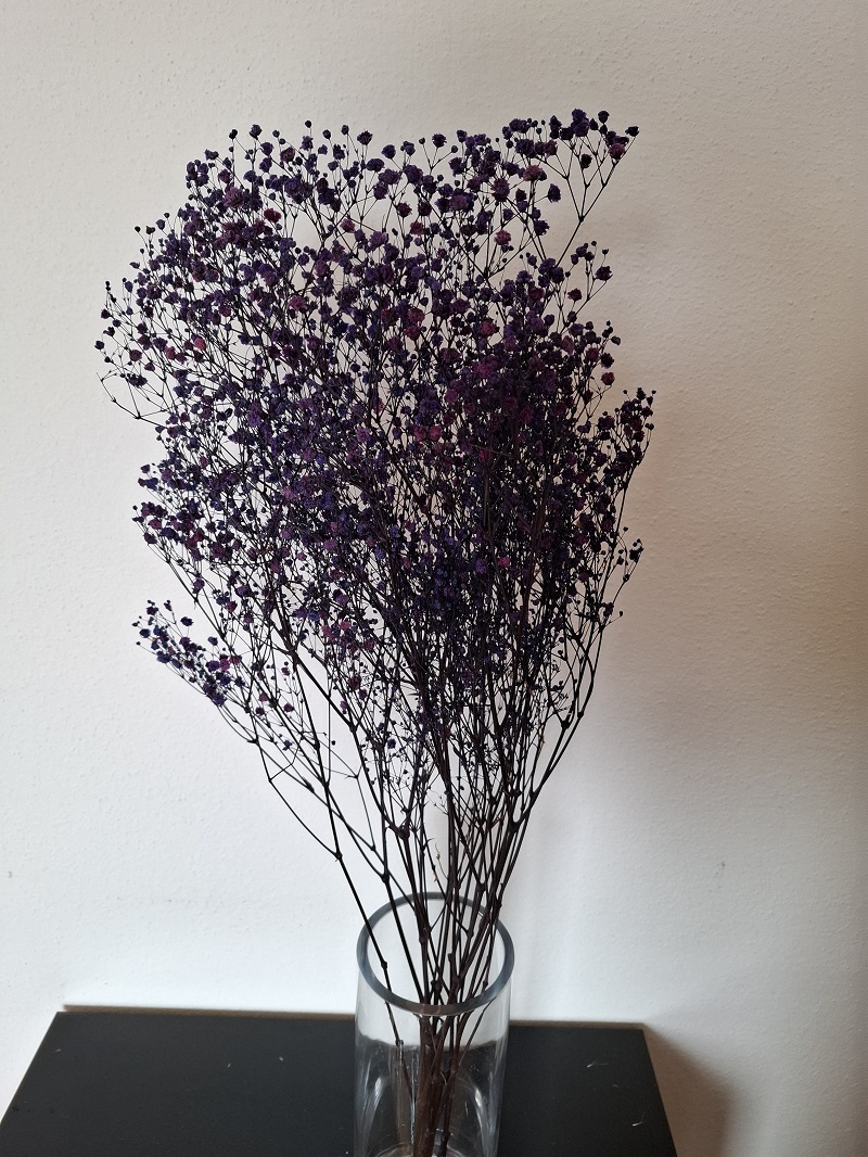 Gypsophila - stabilizovaná- Lavender zväzok